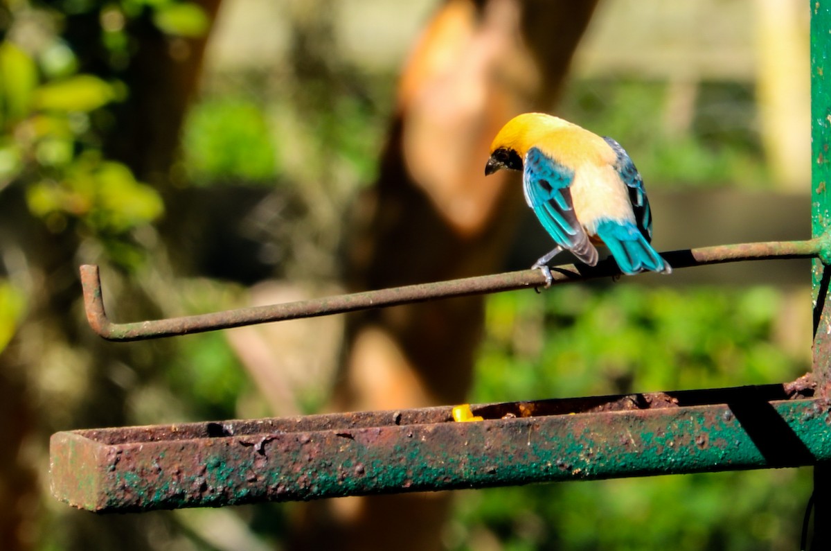 Burnished-buff Tanager - ML638480430