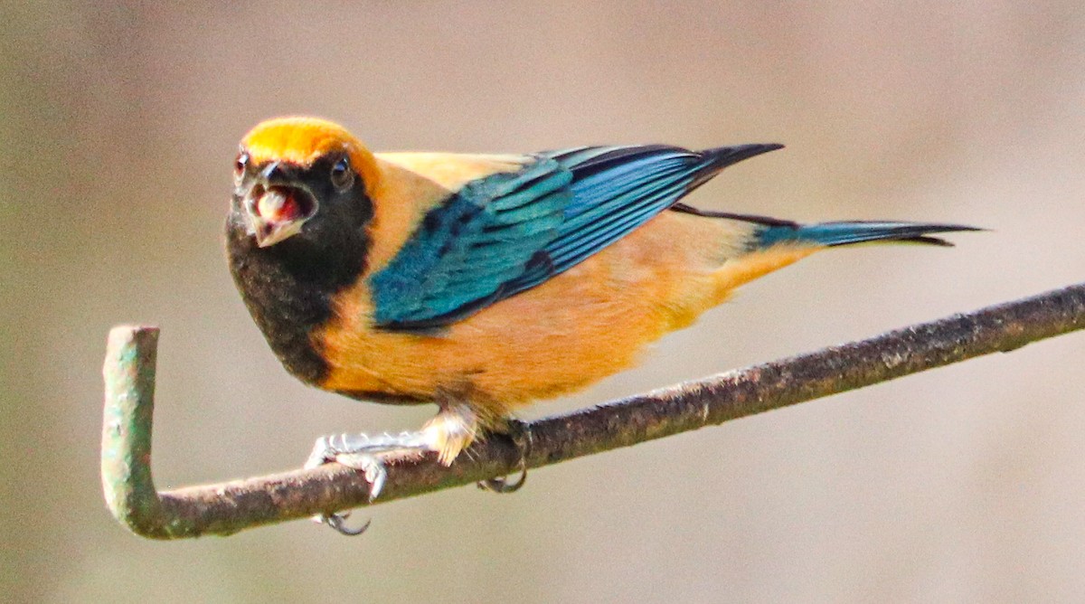 Burnished-buff Tanager - ML638480434