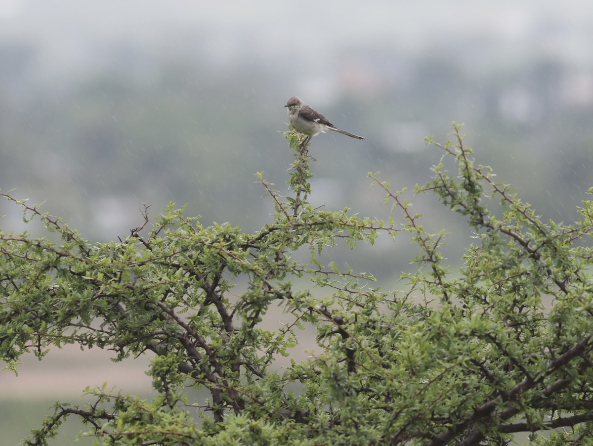 Northern Mockingbird - ML638480470