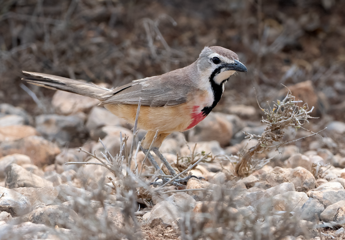 Rosy-patched Bushshrike - ML638480479