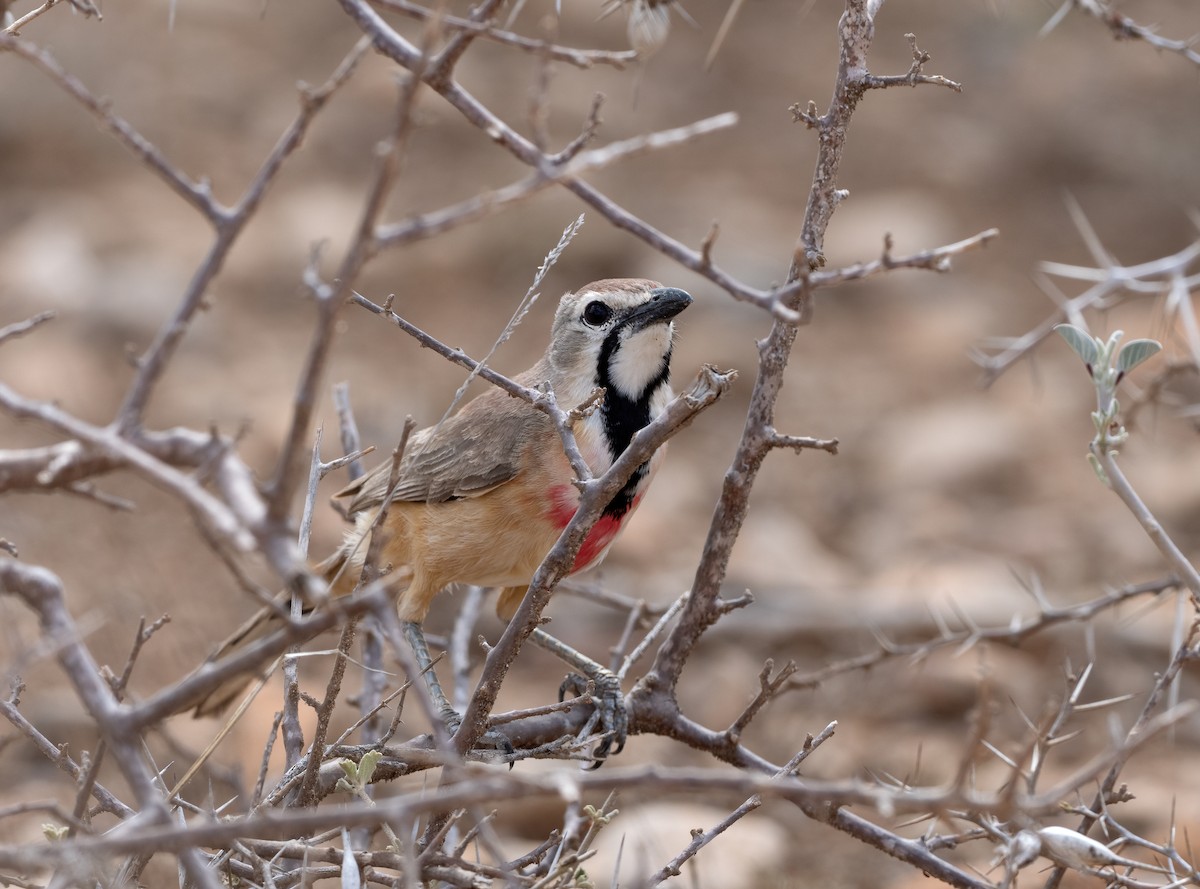 Rosy-patched Bushshrike - ML638480489