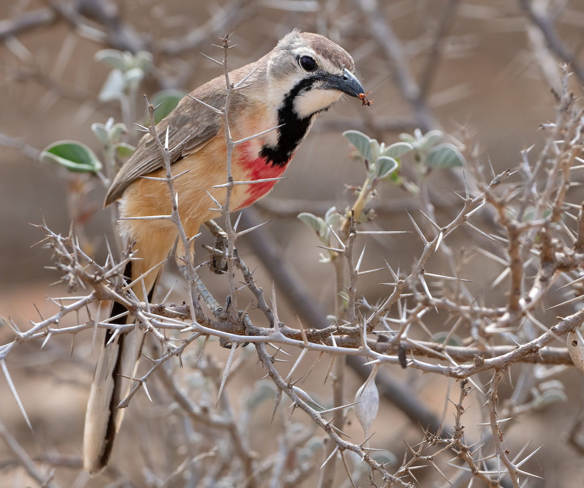Rosy-patched Bushshrike - ML638480493