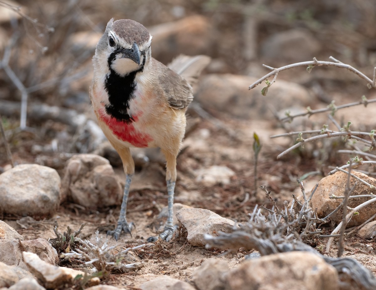 Rosy-patched Bushshrike - ML638480511