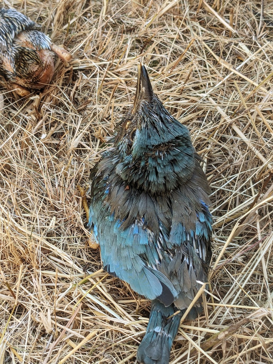European Roller - ML638480547