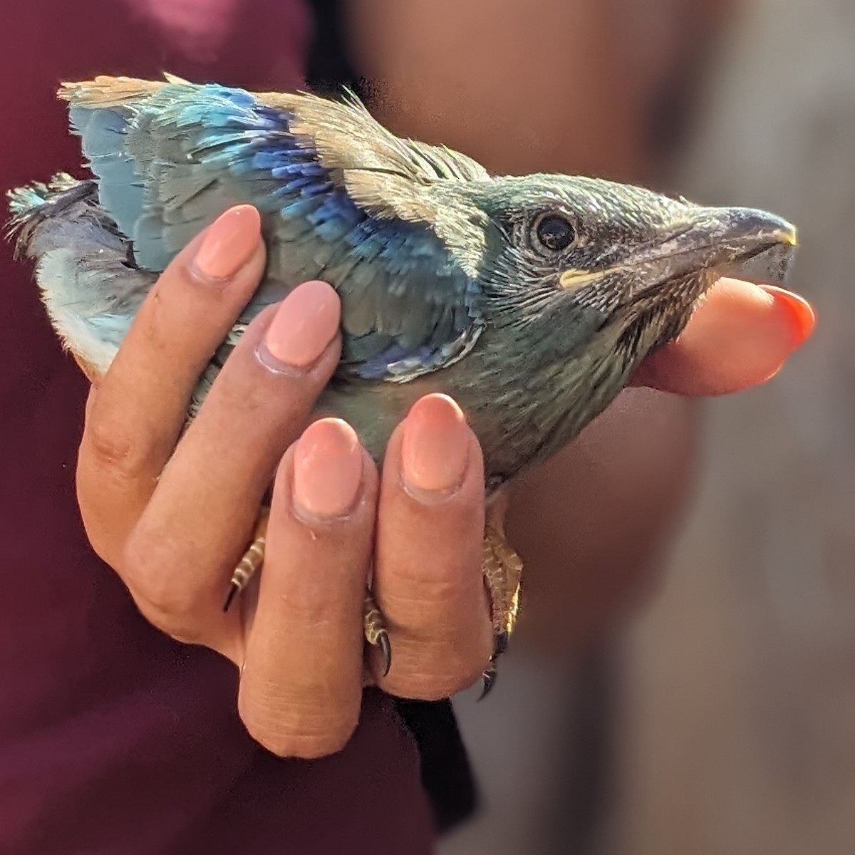 European Roller - ML638480549