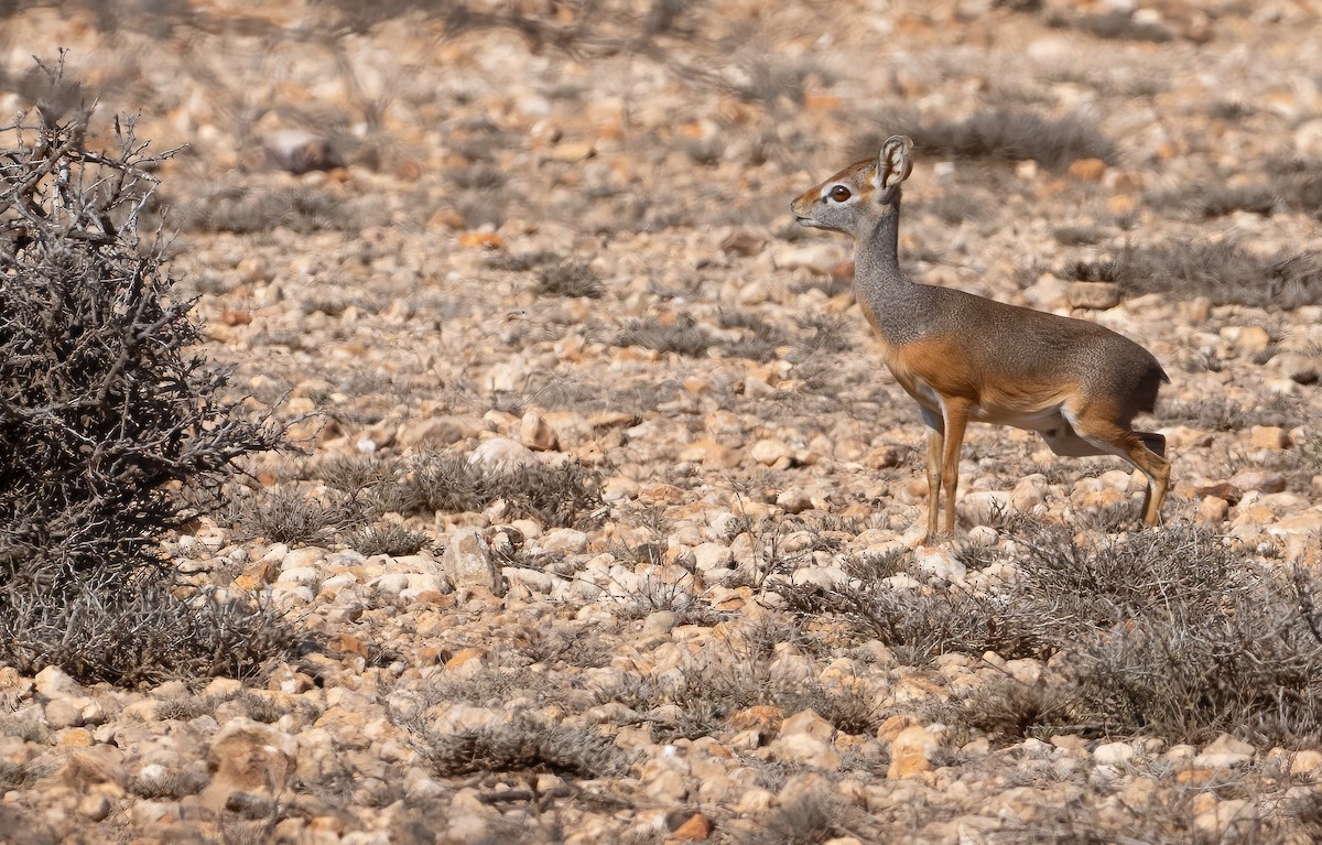Salt's Dik-dik - ML638480550