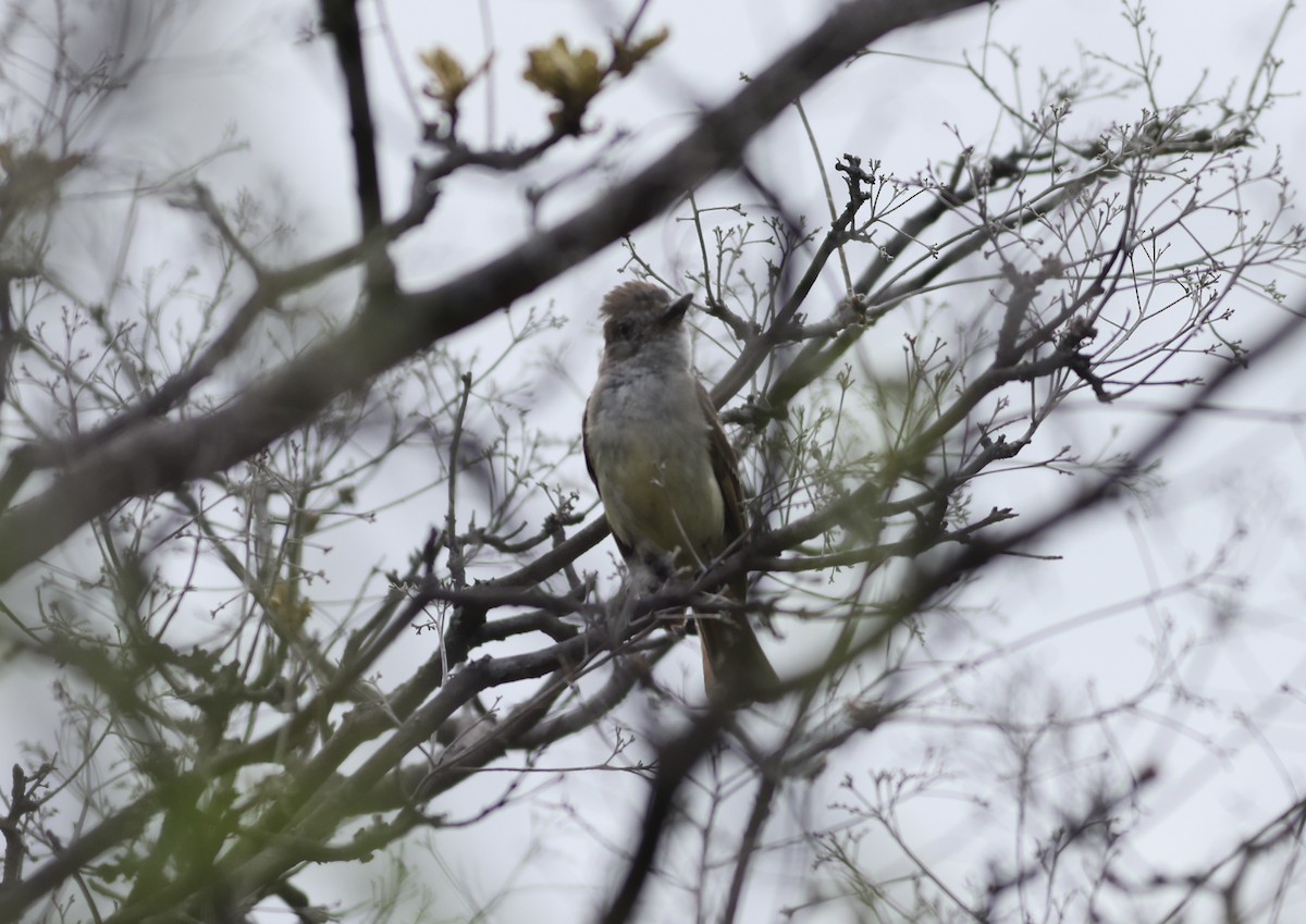 Nutting's Flycatcher - ML638480556