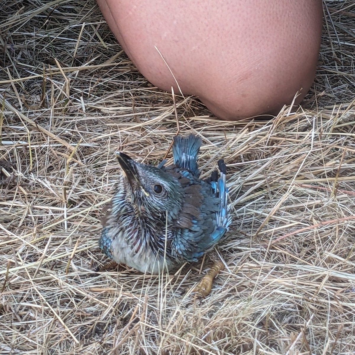 European Roller - ML638480566