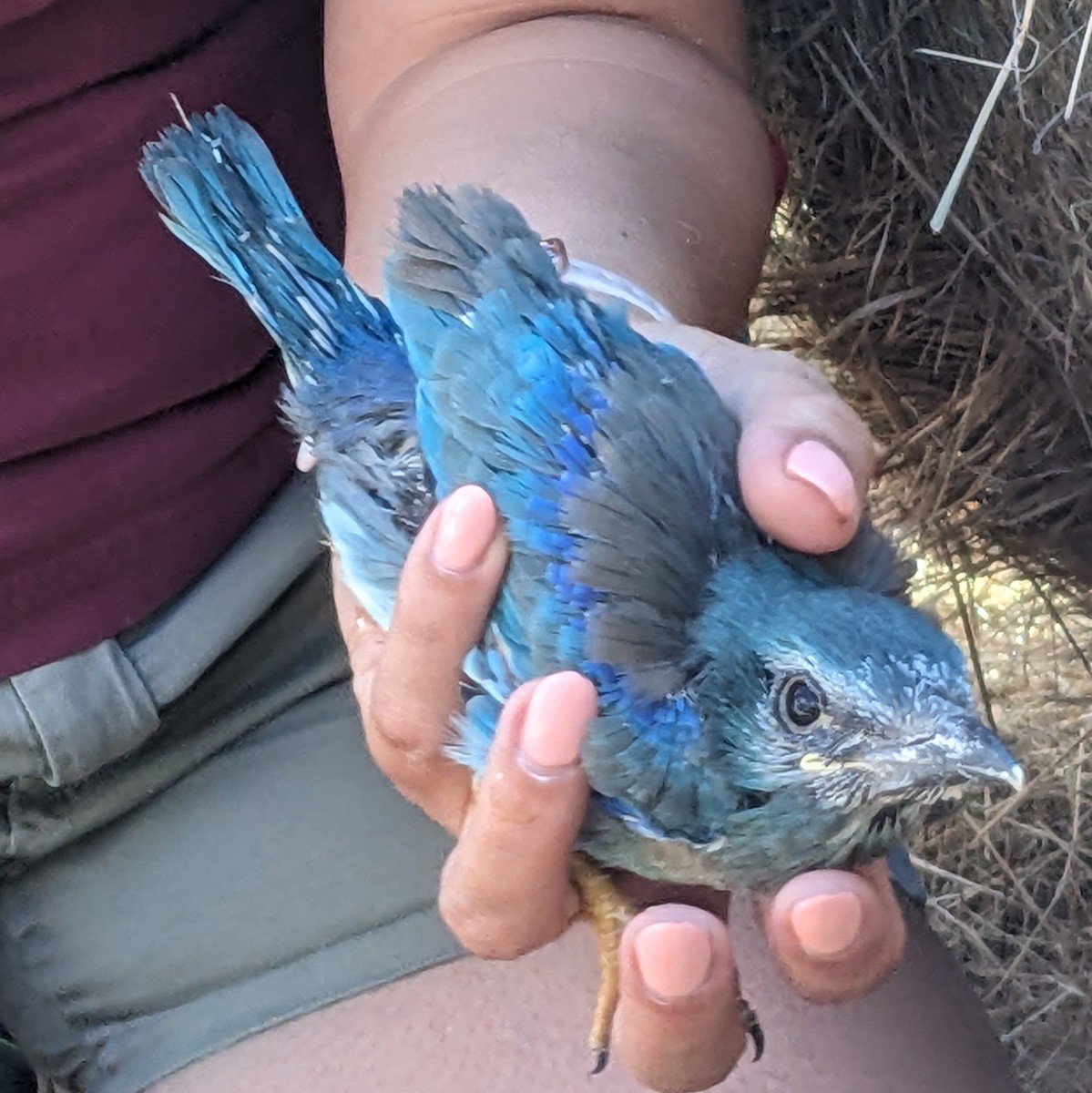 European Roller - ML638480567