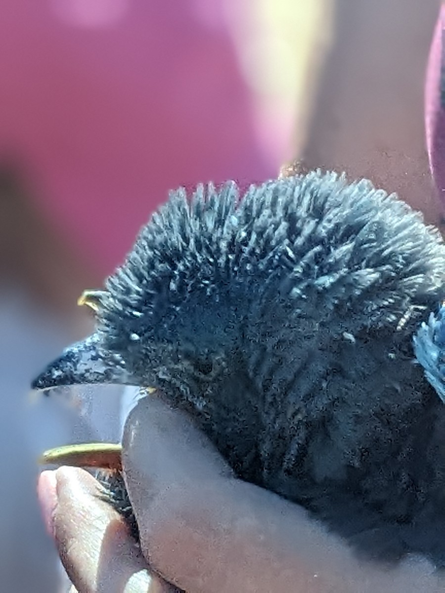 European Roller - ML638480568