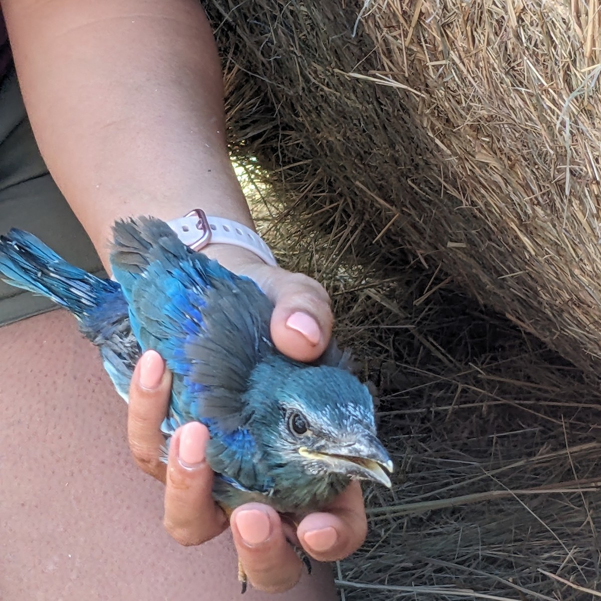 European Roller - ML638480569