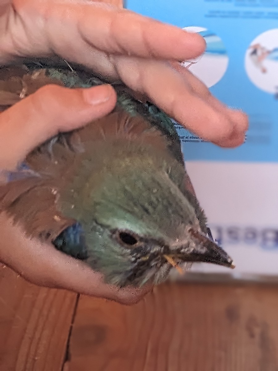 European Roller - ML638480571