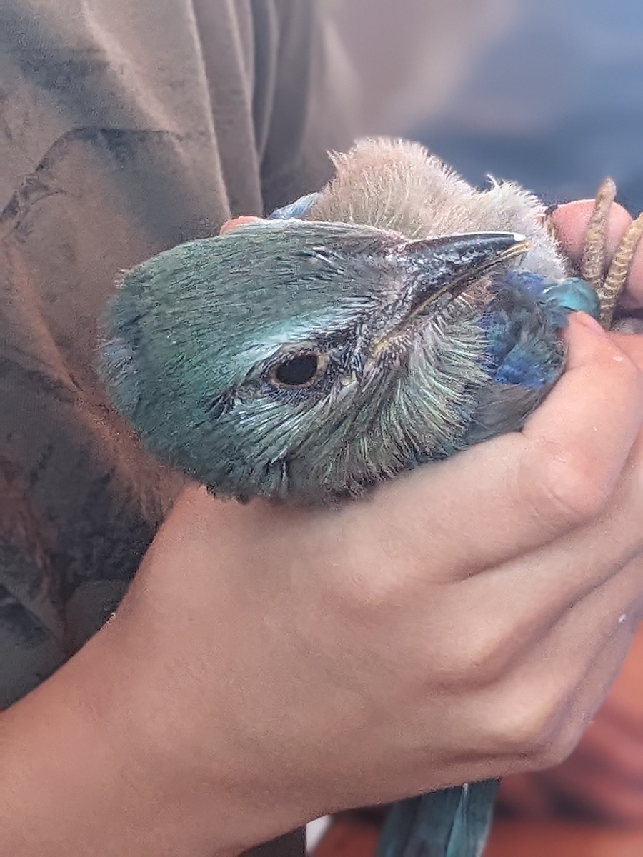 European Roller - ML638480572
