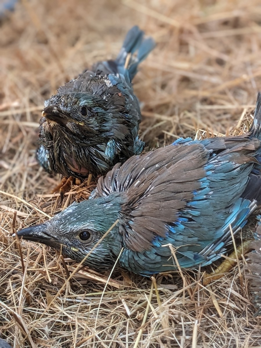 European Roller - ML638480579