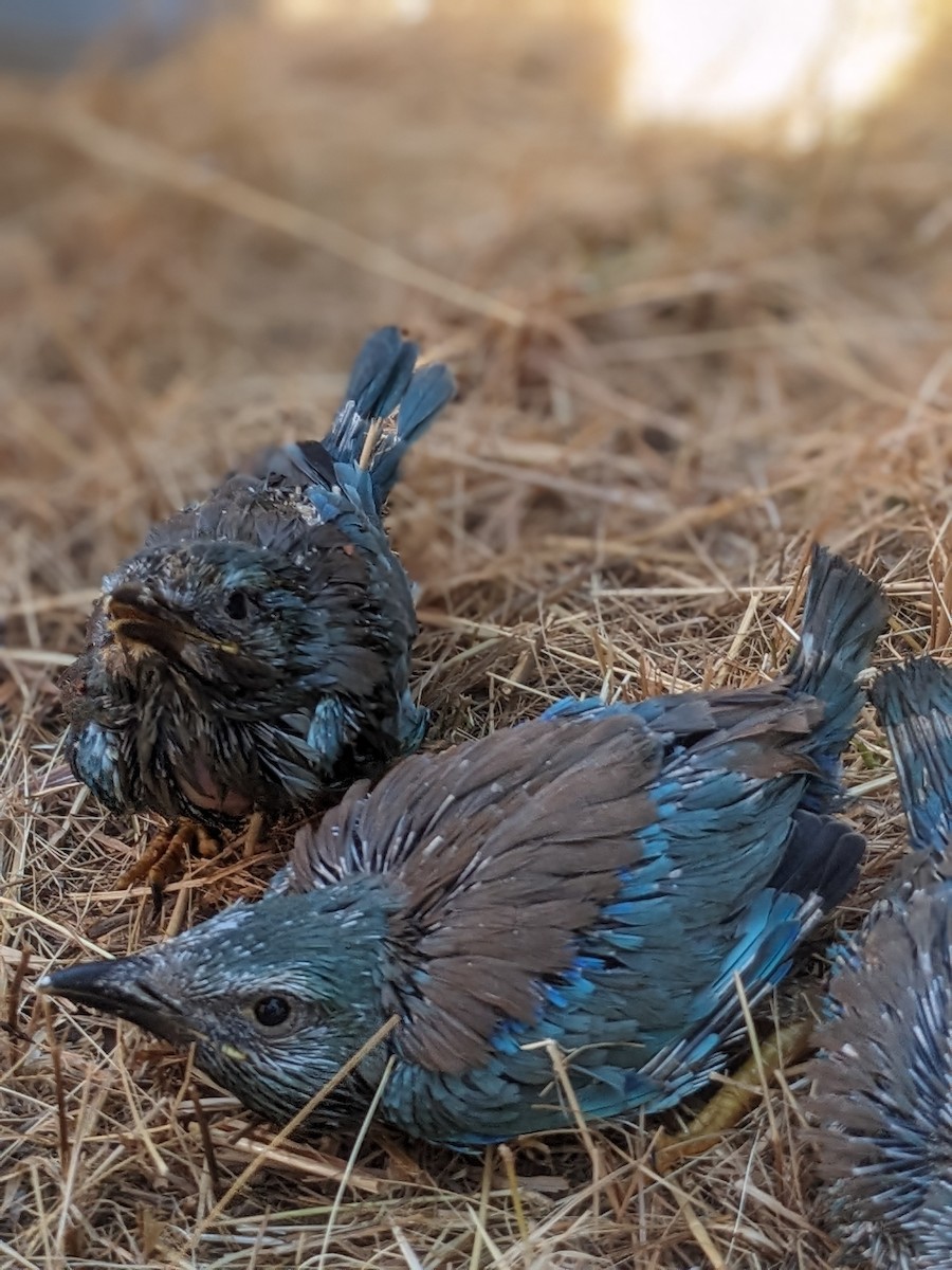 European Roller - ML638480580