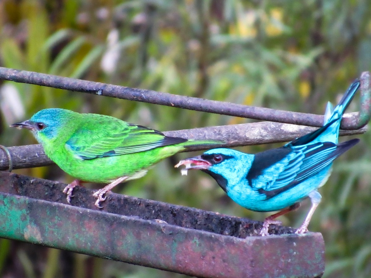 Blue Dacnis - ML638480581
