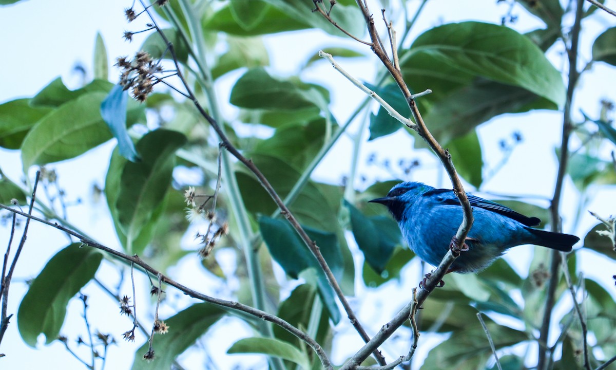 Blue Dacnis - ML638480595