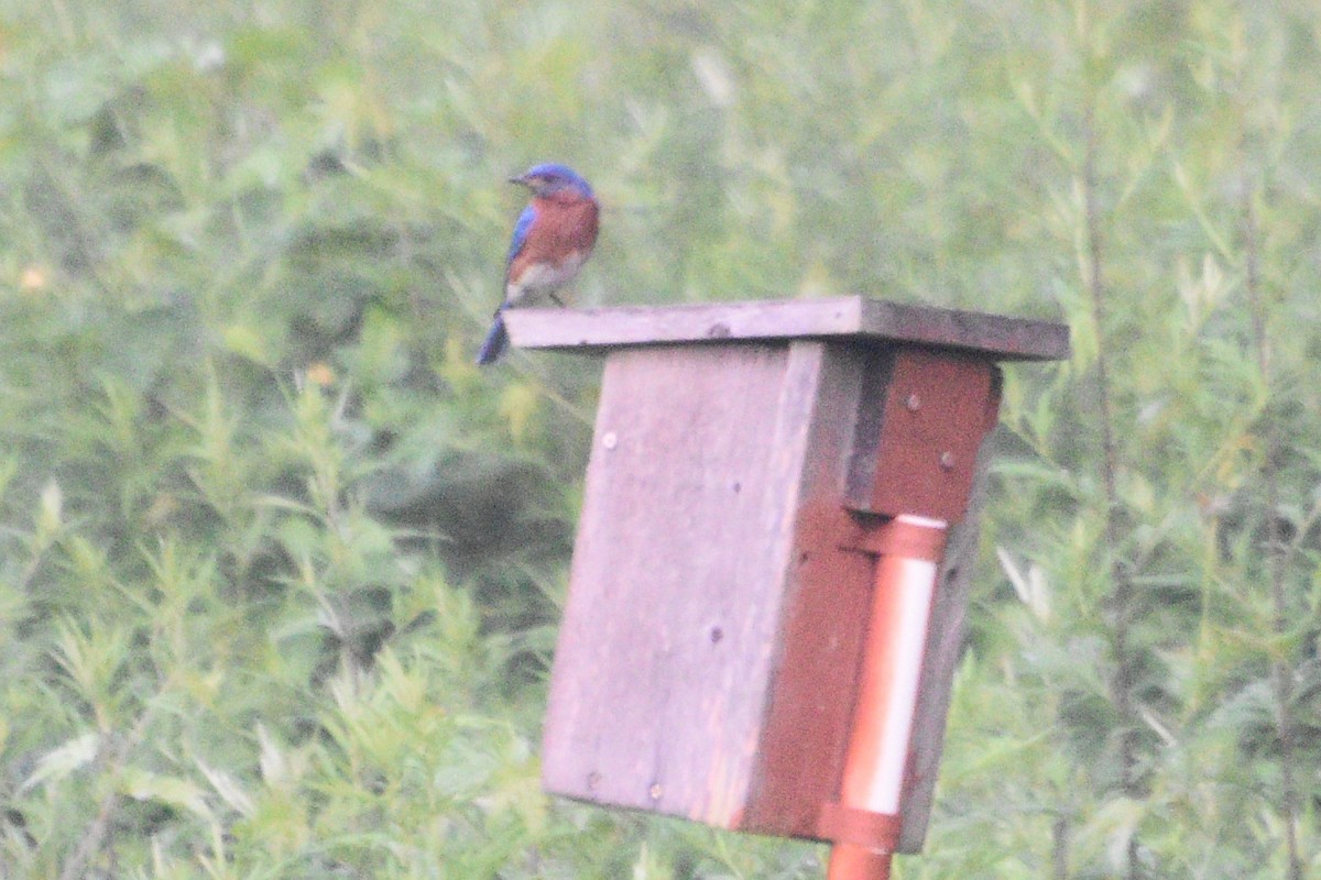 Eastern Bluebird - ML638480604
