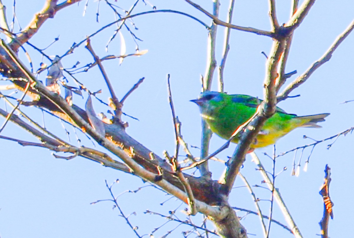 Blue Dacnis - ML638480607