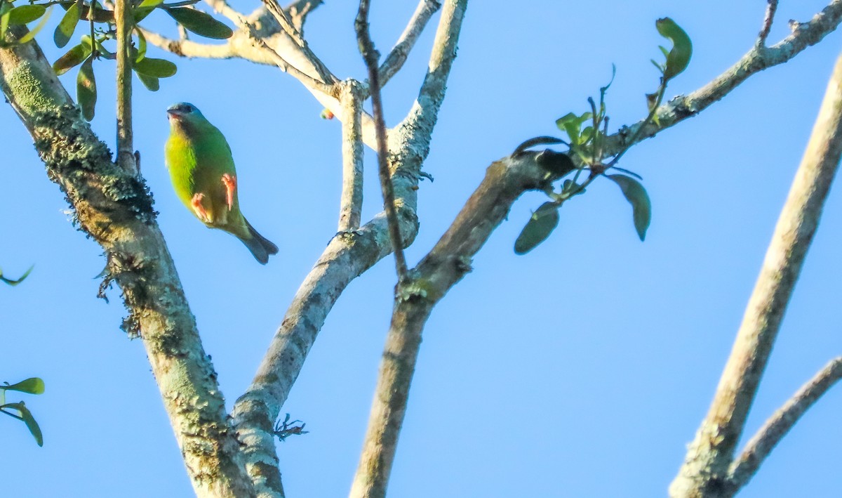 Blue Dacnis - ML638480615