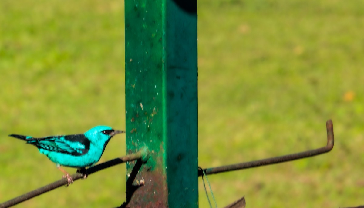 Blue Dacnis - ML638480630