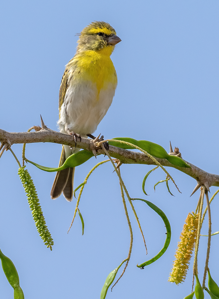 Serín Dorsiestriado - ML638480636