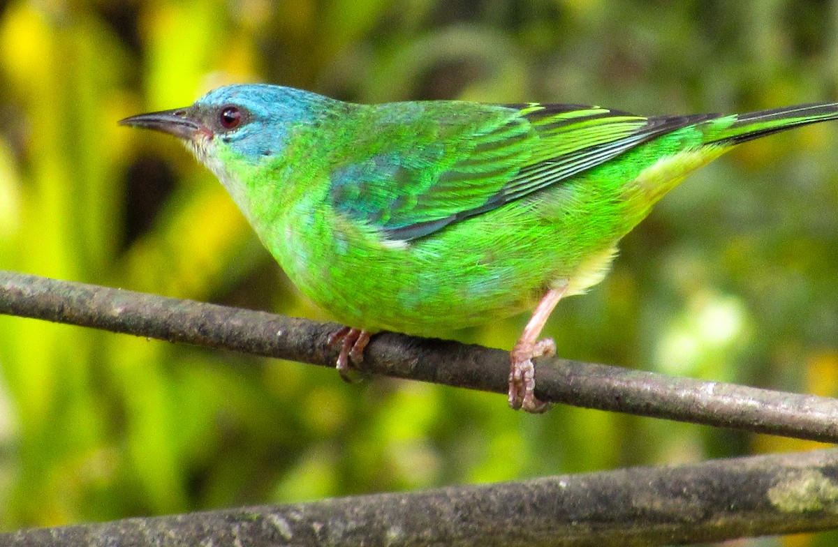 Blue Dacnis - ML638480640