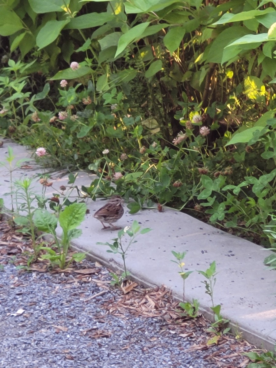 Song Sparrow - ML638480642