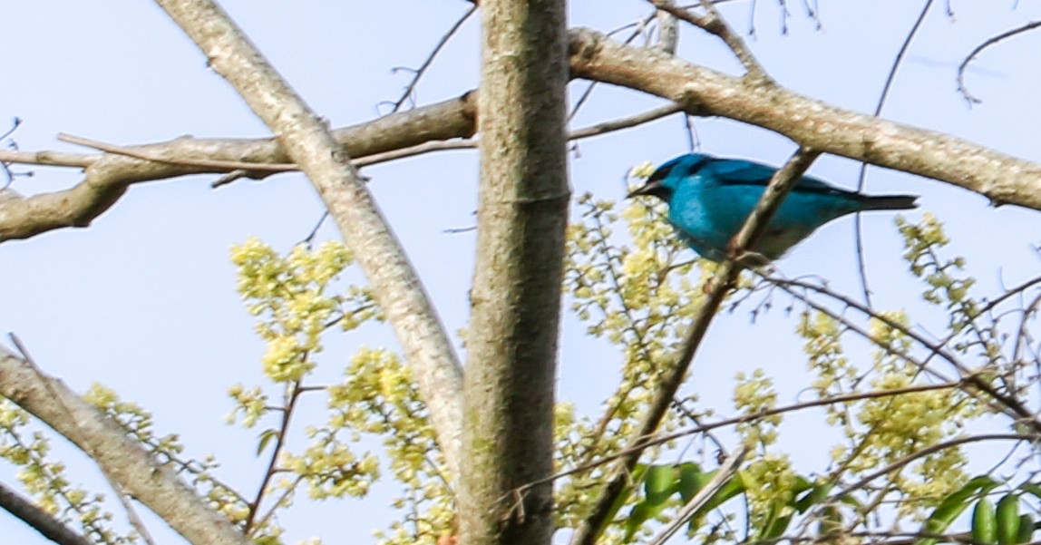 Blue Dacnis - ML638480646