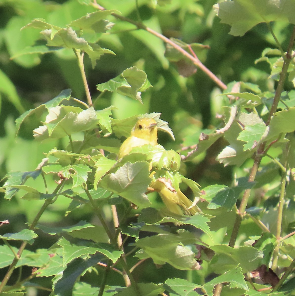 Yellow Warbler - ML638480665