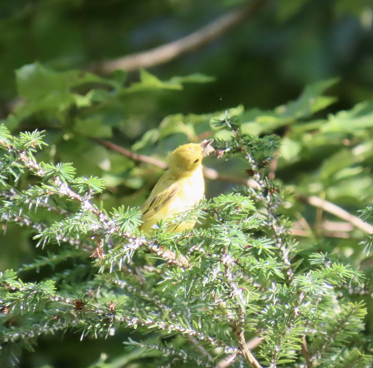 Yellow Warbler - ML638480666
