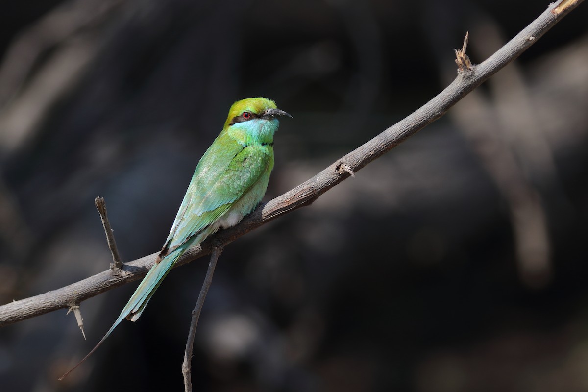 Asian Green Bee-eater - ML638480680