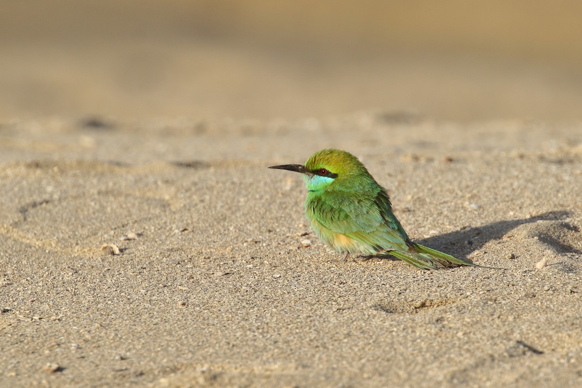 Asian Green Bee-eater - ML638480681