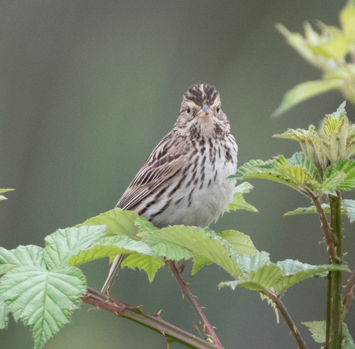Savannah Sparrow - ML638480682