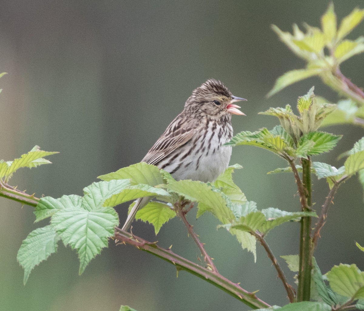 Savannah Sparrow - ML638480684