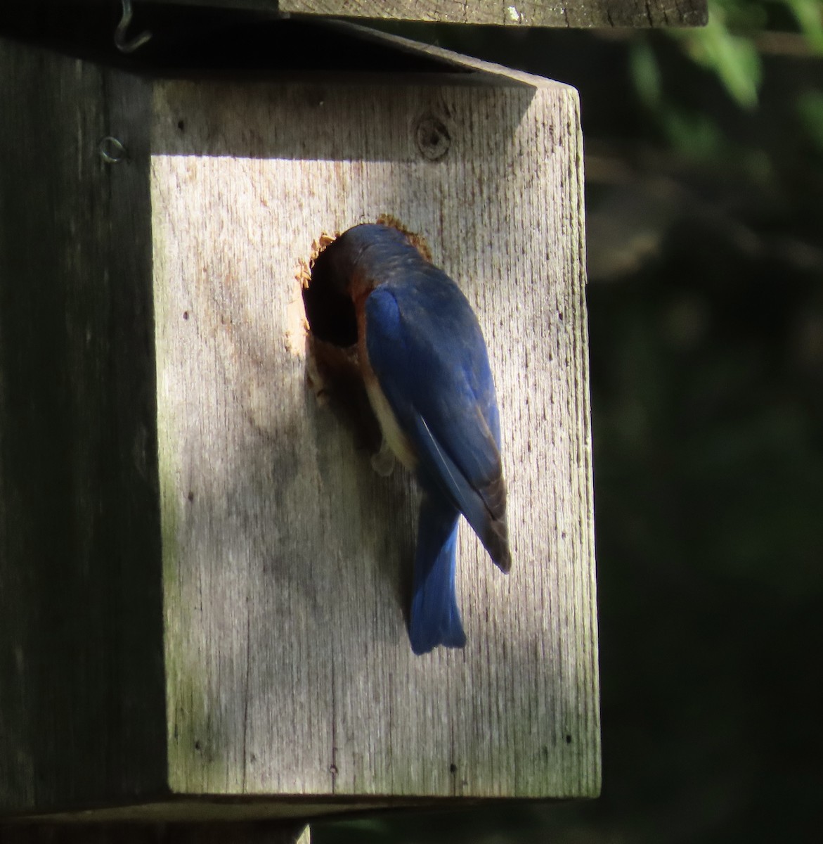 Eastern Bluebird - ML638480693