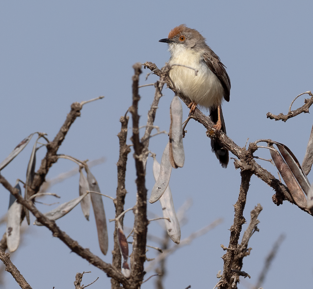 Prinia Frentirroja - ML638480699
