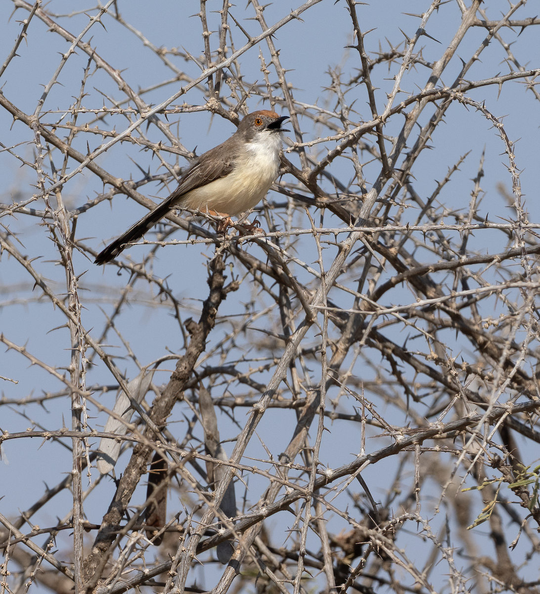 Prinia Frentirroja - ML638480700