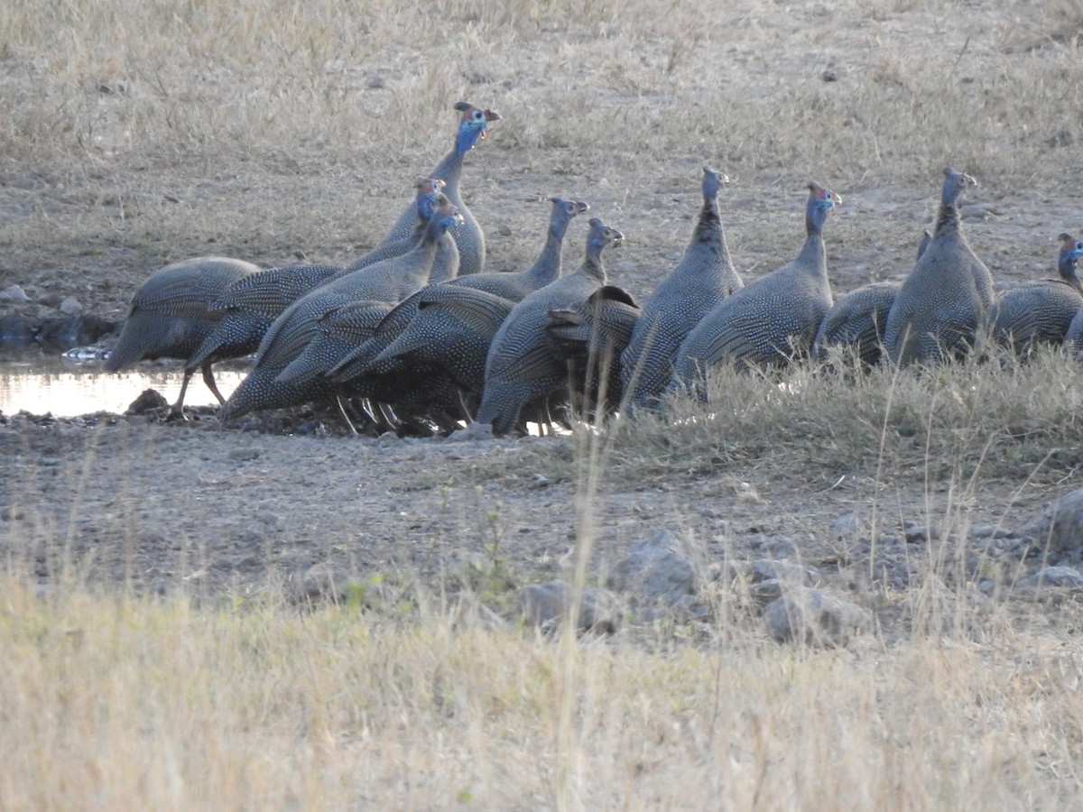 Helmeted Guineafowl - ML638480718