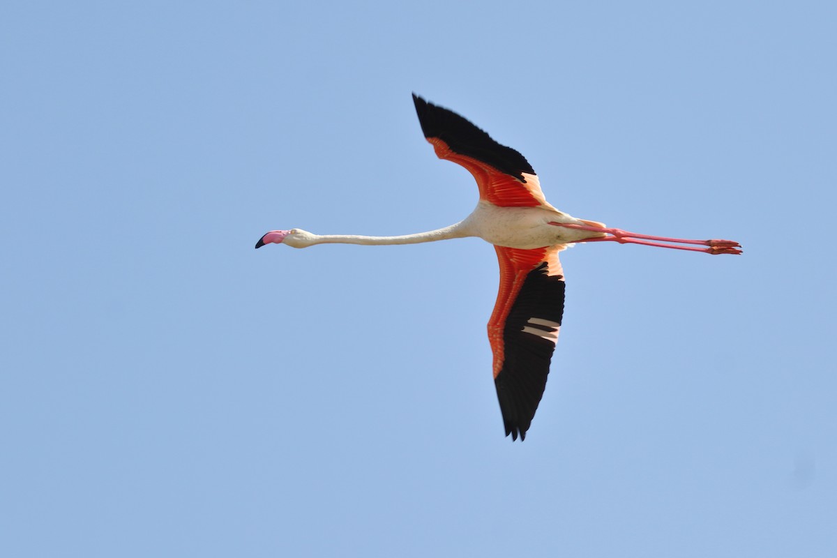 Greater Flamingo - ML638480725