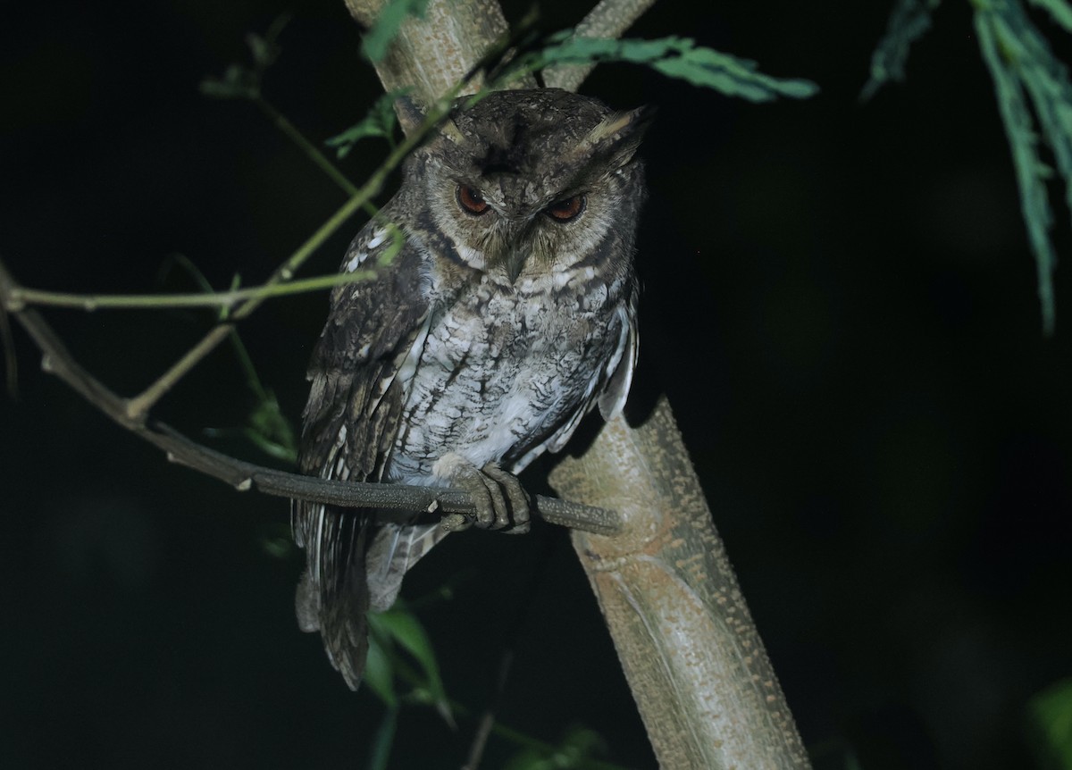 Moluccan Scops-Owl (Moluccan) - ML638480744