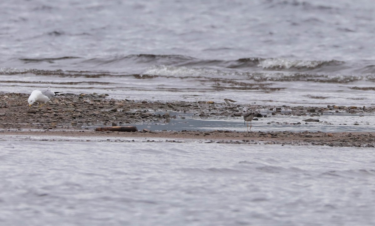 Spotted Sandpiper - ML638480746