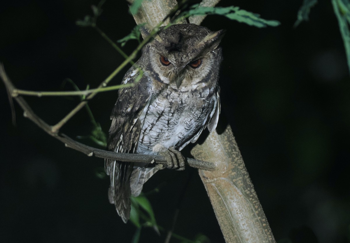 Moluccan Scops-Owl (Moluccan) - ML638480754