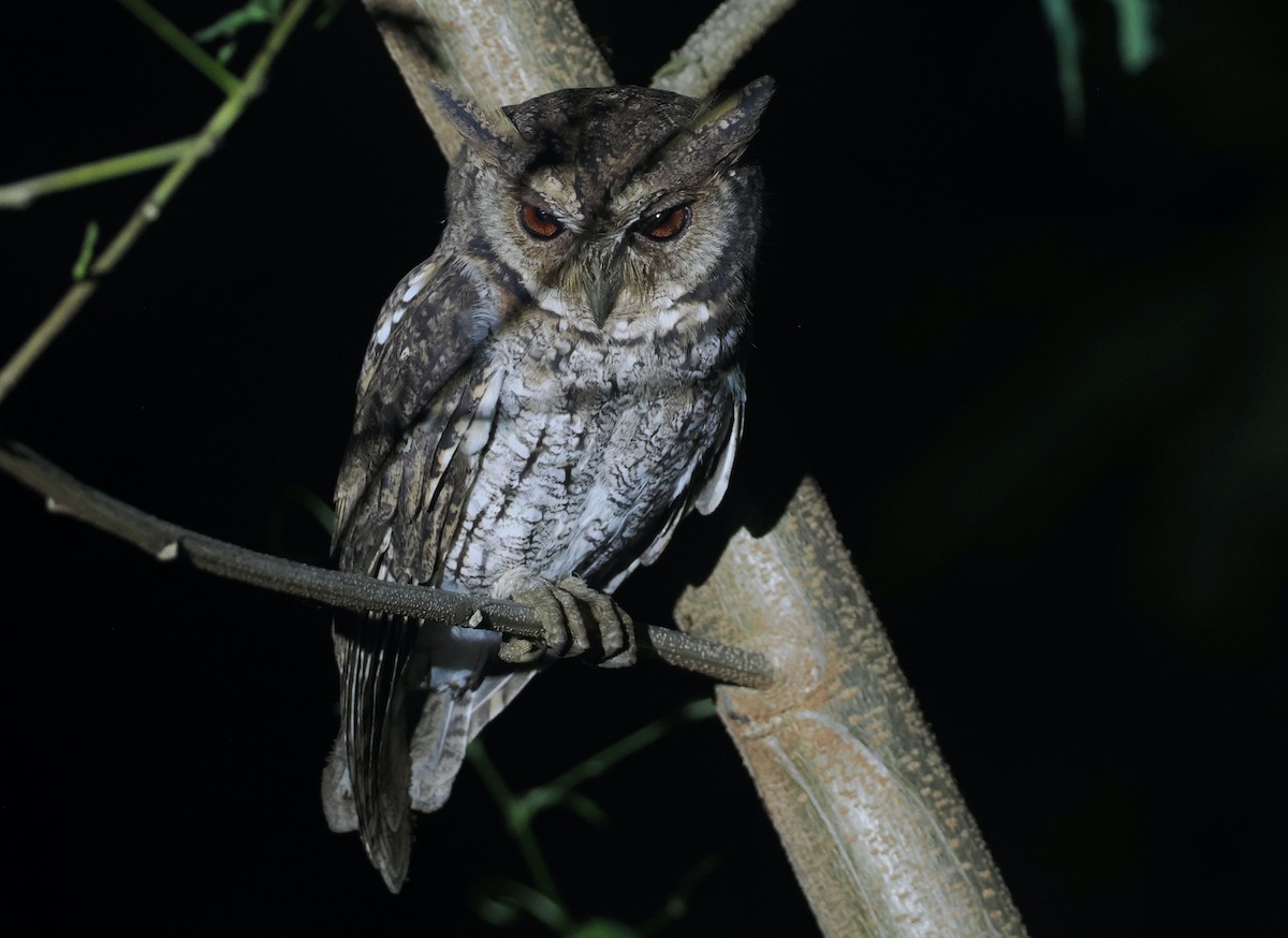 Moluccan Scops-Owl (Moluccan) - ML638480764