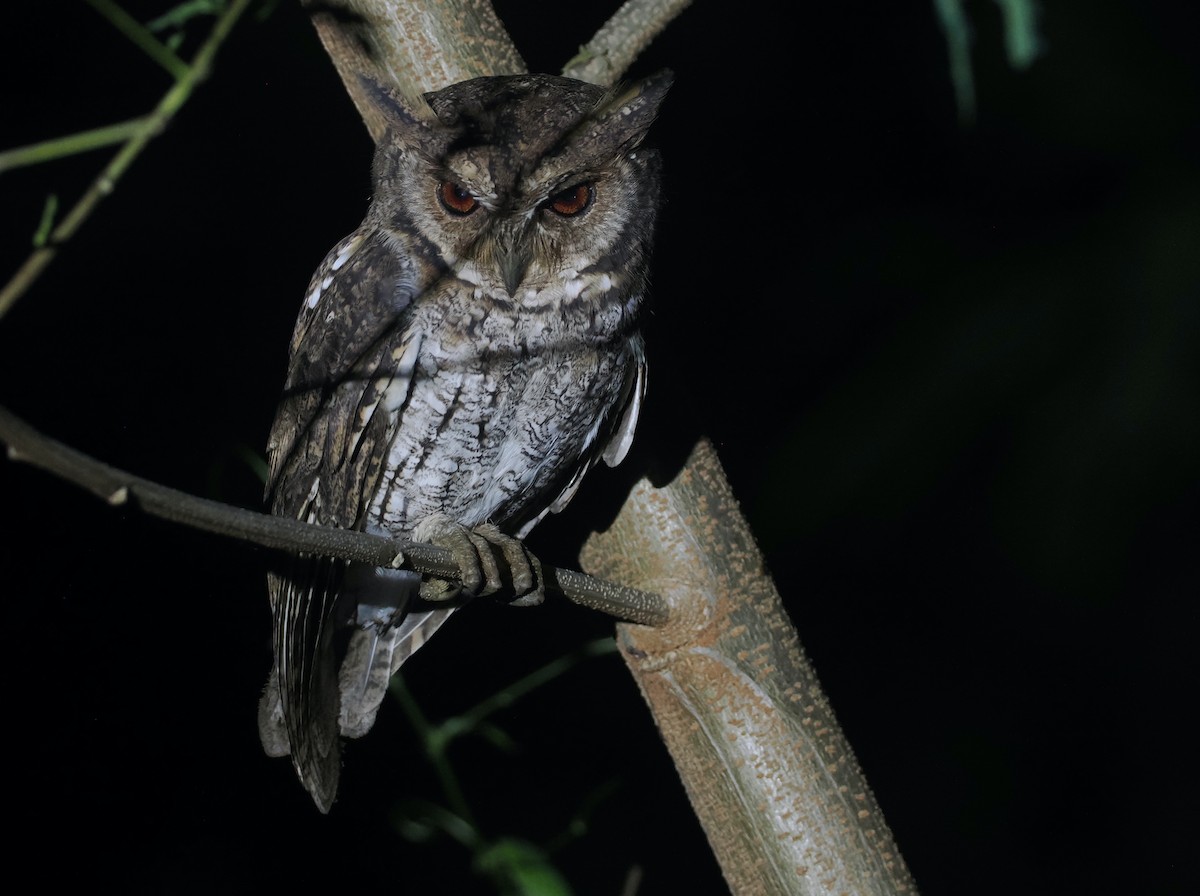 Moluccan Scops-Owl (Moluccan) - ML638480773