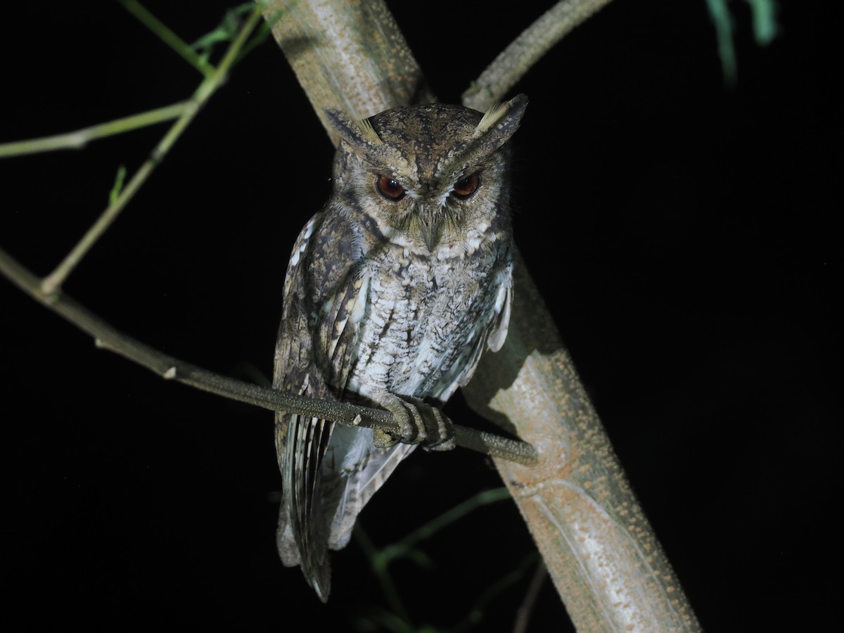 Moluccan Scops-Owl (Moluccan) - ML638480804
