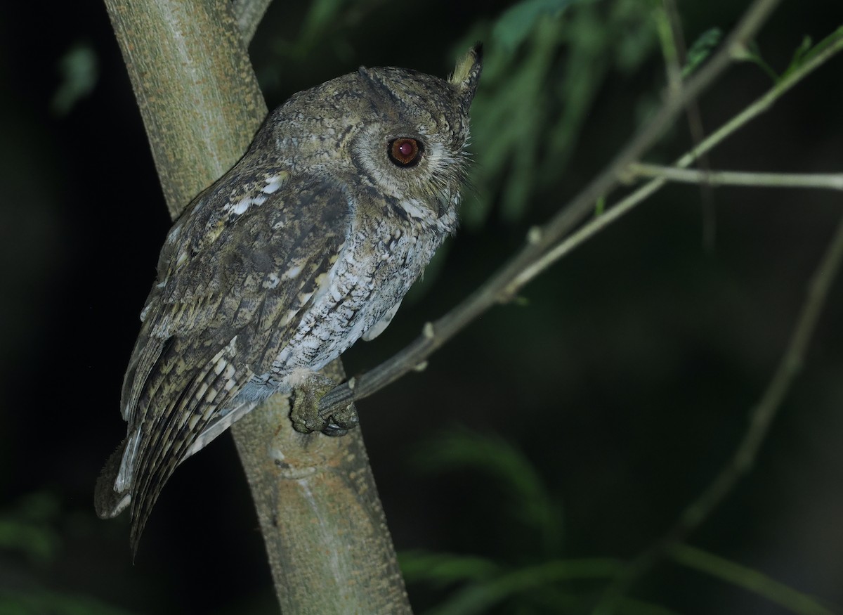 Moluccan Scops-Owl (Moluccan) - ML638480814