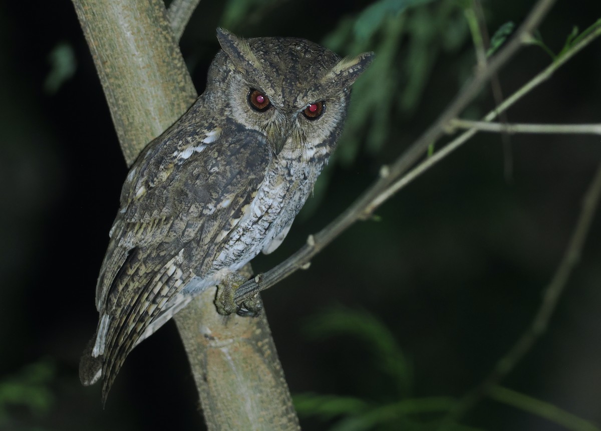 Moluccan Scops-Owl (Moluccan) - ML638480824