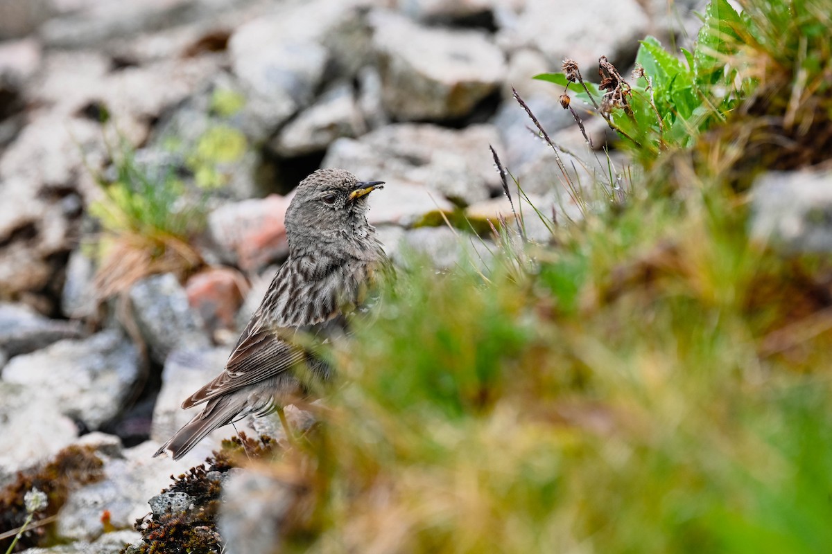 Alpine Accentor - ML638480832