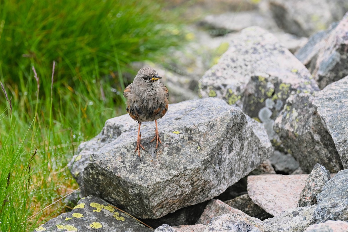 Alpine Accentor - ML638480833